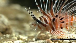 Ab dem 30. Oktober nimmt National Geographic WILD das TV-Publikum einmal pro Woche mit in „Tödliche Gewässer“. Im Rahmen des Themenmonats stehen fesselnde Formate wie „Jäger des Riffs“, „Wilde Schätze des Äquators“ und sogar „Flut in der Kalahari“ auf dem Programm. Foto © Earth Touch