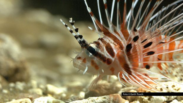 Ab dem 30. Oktober nimmt National Geographic WILD das TV-Publikum einmal pro Woche mit in „Tödliche Gewässer“. Im Rahmen des Themenmonats stehen fesselnde Formate wie „Jäger des Riffs“, „Wilde Schätze des Äquators“ und sogar „Flut in der Kalahari“ auf dem Programm. Foto © Earth Touch