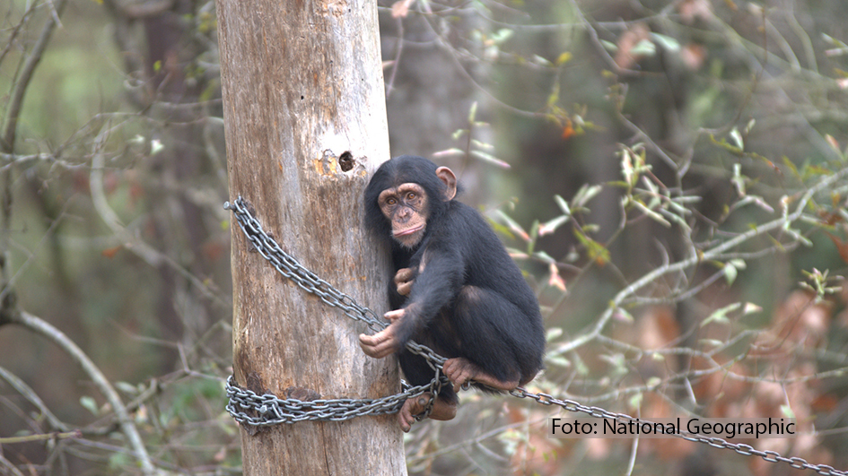 Die neue National Geographic WILD Doku-Serie „Triff die Schimpansen“ schaut immer mittwochs auf einen sehr besonderen Zufluchtsort für die titelgebenden Primaten. Jede Folge widmet sich dem turbulenten Alltag im „Chimp Haven“, in dem fast 300 Schimpansen ein neues Zuhause finden konnten. (Foto: National Geographic)