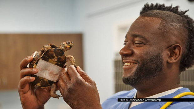 Schildkröte „Boxer“ gehört zu den zahlreichen Patienten, um die sich Dr. Vernard L. Hodges und sein Kollege Dr. Terrence Ferguson in der fünften Staffel der Doku-Serie „Critter Fixer: Zwei Tierärzte für alle Felle“ kümmern. National Geographic WILD zeigt die neuen Folge als deutsche TV-Premiere. (Foto © Disney/Sean Grevencamp)