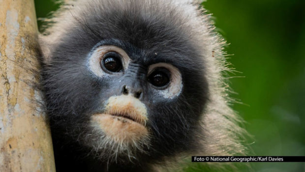 Die von Hollywood-Star Ryan Reynolds produzierte und erzählte Doku-Serie „Underdogs – Außenseiter des Tierreichs“ kommt nun auch nach Deutschland. Ab 19. Juni feiert sie ihre lineare TV-Premiere bei National Geographic WILD. Musikalische Unterstützung liefert die Band Green Day.Foto-National-Geographic_Karl-Davies