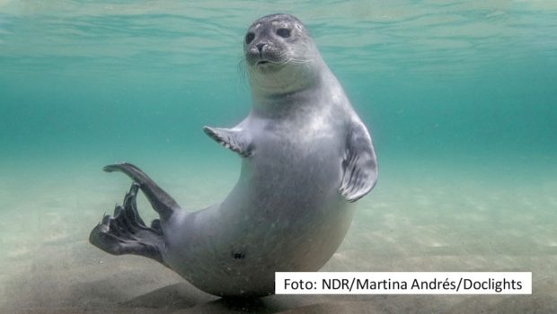 Highlights aus der preisgekrönten Doku-Reihe „Unsere Meere“ werden am 9. und 10. August in Flensburg und Stralsund auf der großen Leinwand präsentiert. Die NDR Radiophilharmonie sorgt für Live-Orchesterbegleitung. Als Moderatorin führt Judith Rakers durch die beiden Abende. (Foto: NDR/Martina Andrés/Doclights)