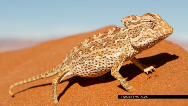 Schräge und außergewöhnliche Protagonisten aus dem Tierreich prägen das Programm von National Geographic WILD im Januar 2026. Der Doku-Sender widmet ihnen freitags und samstags eine umfangreiche Sonderprogrammierung unter dem Motto: „WILDs wilde Freaks“. Foto © Earth Touch