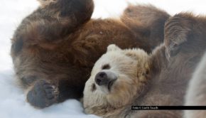 Am 4. Dezember startet bei National Geographic WILD der Themenmonat „WILDs wilder Winter“. Zum Auftakt steht die TV-Premiere von „Finnlands Bären: Überleben im Winter“ auf dem Programm. Der Film folgt einer Bärenmutter, die versucht mit ihren Jungen durch den erbarmungslosen Winter zu kommen. Foto © Earth Touch