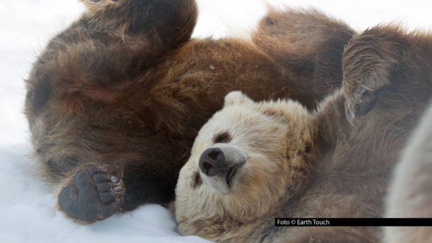Am 4. Dezember startet bei National Geographic WILD der Themenmonat „WILDs wilder Winter“. Zum Auftakt steht die TV-Premiere von „Finnlands Bären: Überleben im Winter“ auf dem Programm. Der Film folgt einer Bärenmutter, die versucht mit ihren Jungen durch den erbarmungslosen Winter zu kommen. Foto © Earth Touch
