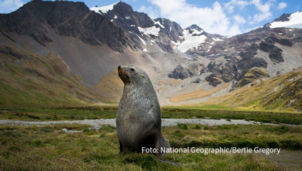Seit 15 Jahren ist der Doku-Sender National Geographic WILD in Deutschland präsent. Das Jubiläum wird ab dem 30. Juni mit einer zweitägigen Sonderprogrammierung gefeiert. Zu sehen gibt’s u.a. atemberaubende Naturräume, exotische Tier und beliebte menschliche Serienhelden. (Foto: National Geographic/Bertie Gregory)