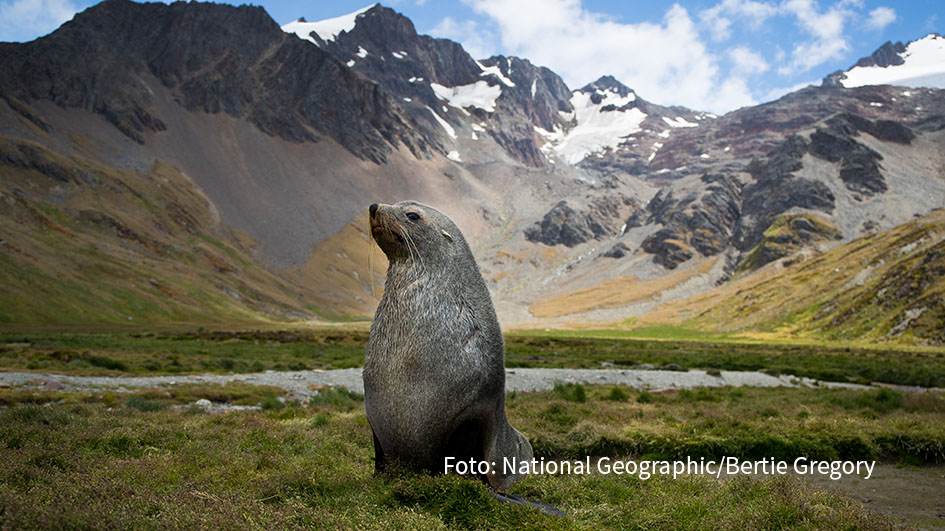 Seit 15 Jahren ist der Doku-Sender National Geographic WILD in Deutschland präsent. Das Jubiläum wird ab dem 30. Juni mit einer zweitägigen Sonderprogrammierung gefeiert. Zu sehen gibt’s u.a. atemberaubende Naturräume, exotische Tier und beliebte menschliche Serienhelden. (Foto: National Geographic/Bertie Gregory)