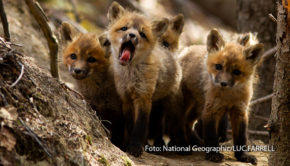 Bei National Geographic WILD geht es den gesamten Januar lang auf eine spektakuläre Reise zu den „Wilden Schätzen der Natur“. Immer samstags zeigt der Sender im Rahmen der Sonderprogrammierung spannende Doku-Highlights aus der Welt der Tiere. (Foto: National Geographic/LUC:FARRELL)
