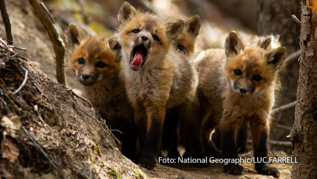 Bei National Geographic WILD geht es den gesamten Januar lang auf eine spektakuläre Reise zu den „Wilden Schätzen der Natur“. Immer samstags zeigt der Sender im Rahmen der Sonderprogrammierung spannende Doku-Highlights aus der Welt der Tiere. (Foto: National Geographic/LUC:FARRELL)