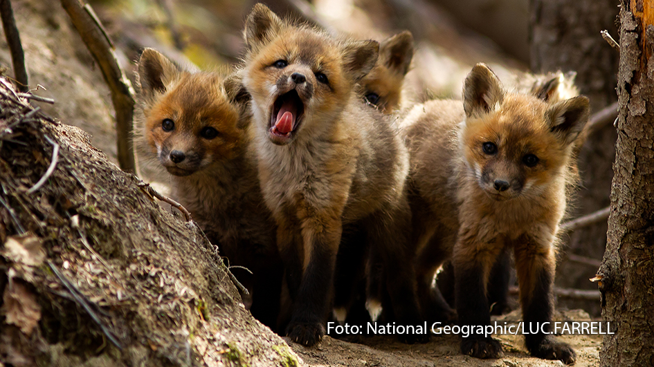 Bei National Geographic WILD geht es den gesamten Januar lang auf eine spektakuläre Reise zu den „Wilden Schätzen der Natur“. Immer samstags zeigt der Sender im Rahmen der Sonderprogrammierung spannende Doku-Highlights aus der Welt der Tiere. (Foto: National Geographic/LUC:FARRELL)