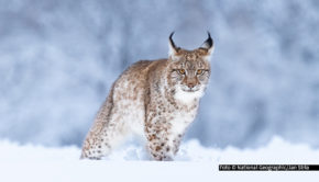 Die neue National Geographic WILD-Dokumentation „Wildes Transsilvanien“ von Regisseur John Murray beleuchtet die unberührte Natur und beeindruckende Tierwelt der Karpaten. Sie zeigt die wahre Magie dieser sagenumwobenen Region jenseits bekannter Mythen und Legenden. (Foto: National Geographic/Jan Stria)