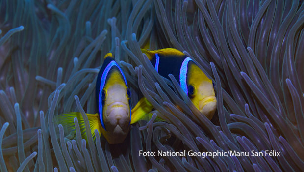 Am 8. Juni ist „Welttag der Ozeane“ – Das feierte National Geographic gleich mit einer ganzen „Woche der Meere“. An den beiden letzten Tagen der Sonderprogrammierung warten darüber hinaus die deutschen TV-Premieren der Dokumentationen „Niue – Hoffnung für ein Paradies“ und „Die Rückkehr der Korallen“. (Foto: National Geographic/Manu San Félix)