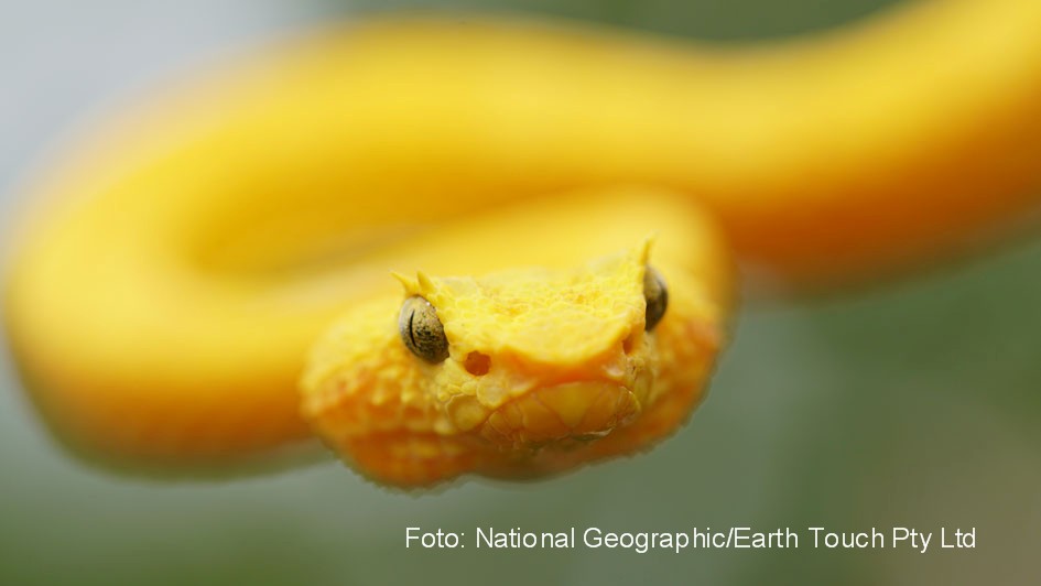 A viper (Bothriechis schlegelii). (Earth Touch Pty Ltd)