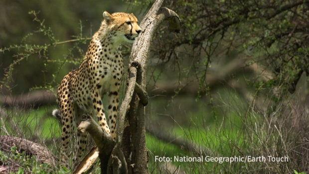 Bei National Geographic Wild wird‘s bissig. Ab dem morgigen 5. Mai zeigt der Doku-Sender donnerstagabends zehn Dokumentationen bzw. Serienfolgen am Stück, die sich mit Löwen, Orcas, Krokodilen und vielen weiteren wehrhaften Tieren befassen. (Foto: National Geographic Wild/Earth Touch)