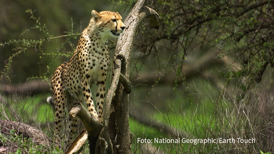 Mai mit Biss National Geographic Wild schnappt zu