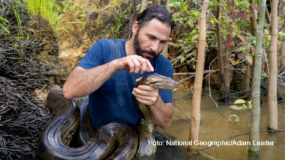Hazen Audel holding an Anaconda in a river. (National Geographic/Adam Laister)