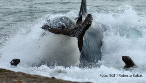 Es ist nicht alles Hai, was beißt. Orcas, ebenfalls bekannt als Killerwale, jagen sogar am Strand. Ihnen und anderen Raubtieren der Ozeane widmet sich ab heute der Sender National Geographic Wild. Auch an den folgenden Montagen geht es u.a. um Feuerfische, Muränen und Riesenkalmare. Wenn Tierfilmer mit ihren Kameras Orcas bei der Jagd beobachten wollen, brauchen sie dazu keinen Unterwasserdreh. Die Aufnahmen, die der Sender National Geographic Wild in der Doku „Der tödlichste Wal der Welt“ zeigt, machen deutlich, dass die hochintelligenten Meeressäuger ihrer Beute, wie beispielsweise Seelöwen, sogar bis auf den Strand folgen. Ausgestrahlt wird der Film als Deutschlandpremiere am kommenden Montag um 20:10 Uhr im Rahmen der Reihe „Jäger der Meere“. Zu deren Auftakt steht bereits heute um 21:50 Uhr „Zeb Hogans Monsterfische: Haie extrem“ auf dem Programm. Darin begibt sich der bekannte Meeresbiologe Dr. Zeb Hogan in die faszinierende Welt der Haie und sucht dort nach dem ultimativen Monsterfisch. Im Zuge seines Abenteuers setzt er sich überdies kritisch mit einigen Hai-Mythen auseinander. Bis zum 31. August laufen bei National Geographic Wild darüber hinaus weitere Beiträge wie „Der Riesenkalmar – Gigant der Tiefsee“ und „Raubtiere im Paradies – Gefahr in den Untiefen“. (Foto: NGT/Roberto Bubas)