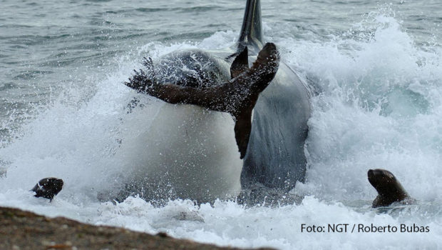 Es ist nicht alles Hai, was beißt. Orcas, ebenfalls bekannt als Killerwale, jagen sogar am Strand. Ihnen und anderen Raubtieren der Ozeane widmet sich ab heute der Sender National Geographic Wild. Auch an den folgenden Montagen geht es u.a. um Feuerfische, Muränen und Riesenkalmare. Wenn Tierfilmer mit ihren Kameras Orcas bei der Jagd beobachten wollen, brauchen sie dazu keinen Unterwasserdreh. Die Aufnahmen, die der Sender National Geographic Wild in der Doku „Der tödlichste Wal der Welt“ zeigt, machen deutlich, dass die hochintelligenten Meeressäuger ihrer Beute, wie beispielsweise Seelöwen, sogar bis auf den Strand folgen. Ausgestrahlt wird der Film als Deutschlandpremiere am kommenden Montag um 20:10 Uhr im Rahmen der Reihe „Jäger der Meere“. Zu deren Auftakt steht bereits heute um 21:50 Uhr „Zeb Hogans Monsterfische: Haie extrem“ auf dem Programm. Darin begibt sich der bekannte Meeresbiologe Dr. Zeb Hogan in die faszinierende Welt der Haie und sucht dort nach dem ultimativen Monsterfisch. Im Zuge seines Abenteuers setzt er sich überdies kritisch mit einigen Hai-Mythen auseinander. Bis zum 31. August laufen bei National Geographic Wild darüber hinaus weitere Beiträge wie „Der Riesenkalmar – Gigant der Tiefsee“ und „Raubtiere im Paradies – Gefahr in den Untiefen“. (Foto: NGT/Roberto Bubas)