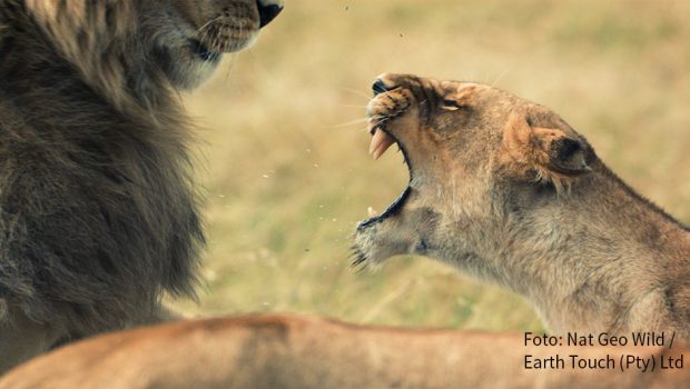 Sie setzen ihre Gegner mit messerscharfen Zähnen, tödlichem Gift oder purer Muskelkraft außer Gefecht: Löwe, Krokodil und Co. sind im Mai die Stars bei National Geographic Wild. Im Themenmonat „Mai mit Biss“ widmet sich der Sender einigen der gefürchtetsten Raubtiere der Erde. (Foto: Nat Geo Wild/Earth Touch (Pty) Ltd)