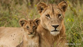 National Geographic Wild stellt ab heute einige der gefährlichsten Raubtiere der Erde vor. Dabei wird Löwen, Haien, Krokodilen, aber auch scheinbar harmloseren Zeitgenossen auf den Zahn gefühlt. Zu den Highlights der Reihe gehören fünf exklusive Deutschlandpremieren.