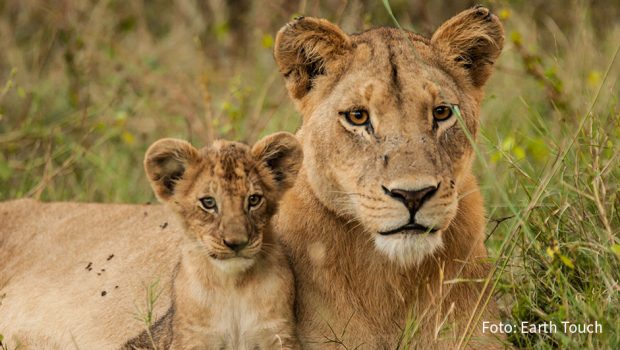 National Geographic Wild stellt ab heute einige der gefährlichsten Raubtiere der Erde vor. Dabei wird Löwen, Haien, Krokodilen, aber auch scheinbar harmloseren Zeitgenossen auf den Zahn gefühlt. Zu den Highlights der Reihe gehören fünf exklusive Deutschlandpremieren.