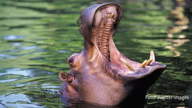 Am heutigen 15. Februar feiert der Doku-Sender National Geographic Wild den „Tag des Nilpferds“. Dabei stehen drei spannende Hippo-Formate am Stück auf dem Programm. (Foto: Jupiter Images)