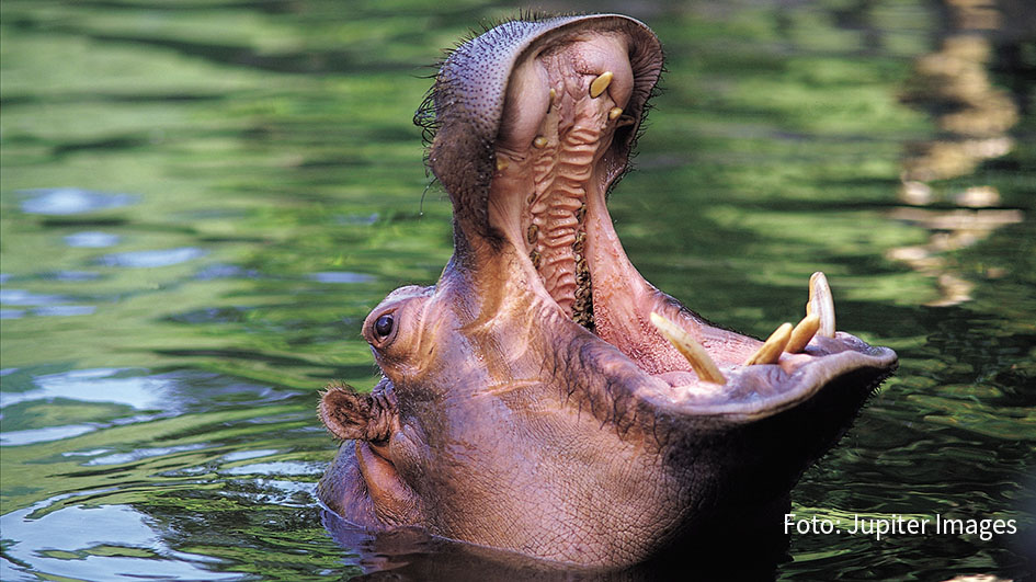 Am heutigen 15. Februar feiert der Doku-Sender National Geographic Wild den „Tag des Nilpferds“. Dabei stehen drei spannende Hippo-Formate am Stück auf dem Programm. (Foto: Jupiter Images)