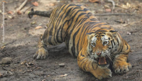 Im hinduistischen Glauben wird der Königstiger als Reittier der mächtigen Göttin Durga verehrt, doch die Raubkatzen sind auch auf dem Subkontinent vom Aussterben bedroht. Diesem Thema widmet sich der Dokumentarfilm „Bedrohte Tiger: Die große Zählung“, den National Geographic Wild morgen Abend ausstrahlt. (Foto: Optimum Television/Yadvendra Singh)