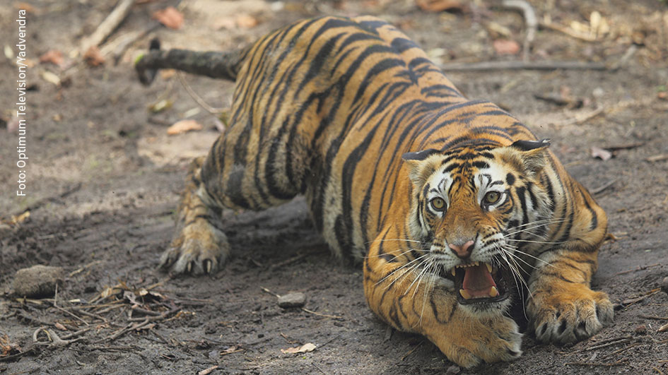 Im hinduistischen Glauben wird der Königstiger als Reittier der mächtigen Göttin Durga verehrt, doch die Raubkatzen sind auch auf dem Subkontinent vom Aussterben bedroht. Diesem Thema widmet sich der Dokumentarfilm „Bedrohte Tiger: Die große Zählung“, den National Geographic Wild morgen Abend ausstrahlt. (Foto: Optimum Television/Yadvendra Singh)