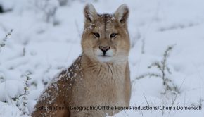 Hinter jedem Türchen des „Tierischen Adventskalenders“ von National Geographic WILD verbirgt sich eine magische Winterwelt. Bis einschließlich Heiligabend stehen jeweils um 19:25 Uhr spannende Naturdokus auf dem Programm. (Foto: National Geographic/Off the Fence Productions/Chema Domenech)