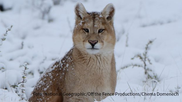 Hinter jedem Türchen des „Tierischen Adventskalenders“ von National Geographic WILD verbirgt sich eine magische Winterwelt. Bis einschließlich Heiligabend stehen jeweils um 19:25 Uhr spannende Naturdokus auf dem Programm. (Foto: National Geographic/Off the Fence Productions/Chema Domenech)