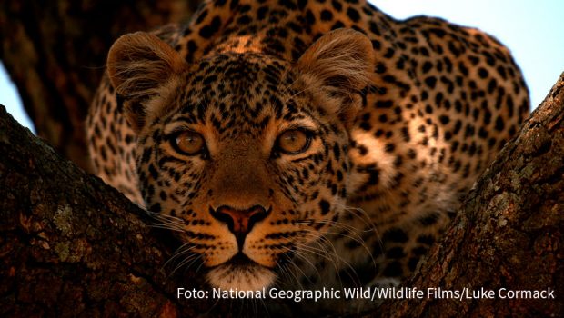 Es ist Februar und beim Doku-Sender National Geographic Wild stehen wieder die großen Katzen im Mittelpunkt. Ab heute gibt’s jede Menge Dokumentationen über Löwen, Leoparden und Co. Im „Big Cat Februar“ werden zudem donnerstags ab 20:10 Uhr brandneue Erstausstrahlungen gezeigt. (Foto: National Geographic Wild/Wildlife Films/Luke Cormack)