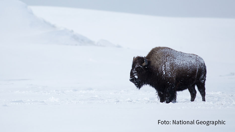 Nat Geo Wild_YellowstoneLive_Stock_12_Foto_National Geographic_HP
