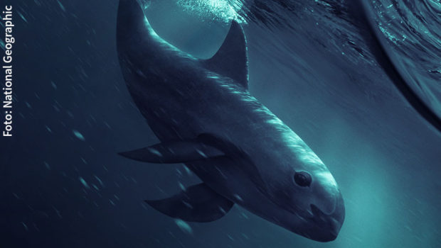 Am 2. Mai zeigt National Geographic die preisgekrönte Doku „Sea of Shadows“ des Österreichers Richard Ladkani über die Rettung der Vaquita, der seltensten Wale der Welt. In dem von Leonardo DiCaprio produzierten Film geht’s auch um die Machenschaften mexikanischer Drogenkartelle und chinesischer Mafia. (Foto: National Geographic)