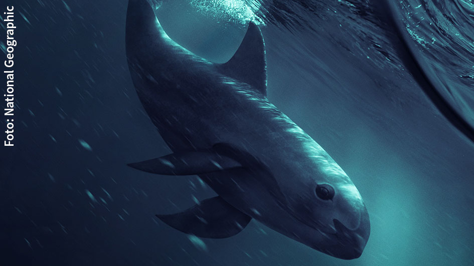 Am 2. Mai zeigt National Geographic die preisgekrönte Doku „Sea of Shadows“ des Österreichers Richard Ladkani über die Rettung der Vaquita, der seltensten Wale der Welt. In dem von Leonardo DiCaprio produzierten Film geht’s auch um die Machenschaften mexikanischer Drogenkartelle und chinesischer Mafia. (Foto: National Geographic)