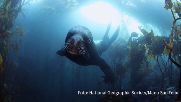 Überall auf der Welt setzt sich der Wissenschaftler Enric Sala für den Erhalt der Meeresnatur ein. Mit dem Dokumentarfilm „Pristine Seas Project: Zum Schutz der Meere“ gibt der Sender National Geographic Wild am morgigen 15. Dezember Einblicke in seine Arbeit. (Foto: National Geographic Society/Manu San Félix)