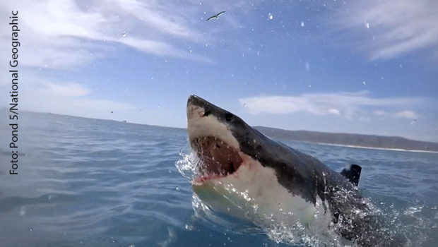 Der australische Superstar Chris Hemsworth schwingt im Kino als Thor den Hammer und er surft an heimischen Küsten. Als Umweltschützer führt er 2021 bei National Geographic durch die weltweit ausgestrahlte Doku „Shark Beach“. (Foto: Pond 5/National Geographic)