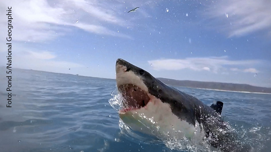 Der australische Superstar Chris Hemsworth schwingt im Kino als Thor den Hammer und er surft an heimischen Küsten. Als Umweltschützer führt er 2021 bei National Geographic durch die weltweit ausgestrahlte Doku „Shark Beach“. (Foto: Pond 5/National Geographic)