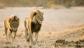 Auf dem Doku-Sender National Geographic Wild startet morgen die vierte Staffel der Serie „Savage Kingdom“. In der englischen Originalfassung übernimmt die Rolle des Erzählers erneut „Game of Thrones“-Star Charles Dance, der zweimal für den Emmy als „Outstanding Narrator“ nominiert war. (Foto: NHFU)