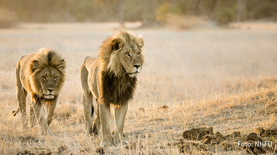 Auf dem Doku-Sender National Geographic Wild startet morgen die vierte Staffel der Serie „Savage Kingdom“. In der englischen Originalfassung übernimmt die Rolle des Erzählers erneut „Game of Thrones“-Star Charles Dance, der zweimal für den Emmy als „Outstanding Narrator“ nominiert war. (Foto: NHFU)