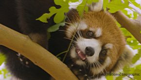 Zum dritten Mal geht National Geographic Wild ab heute mit der Serie „Zoogeflüster“ im Columbus Zoo and Aquarium auf Erkundungstour. Zu den rund 10.000 Tieren, die in dem Vorzeigezoo im US-Bundesstaat Ohio leben, gehören auch Katzenbären. (Foto: National Geographic)