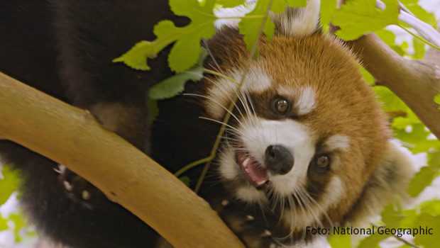 Zum dritten Mal geht National Geographic Wild ab heute mit der Serie „Zoogeflüster“ im Columbus Zoo and Aquarium auf Erkundungstour. Zu den rund 10.000 Tieren, die in dem Vorzeigezoo im US-Bundesstaat Ohio leben, gehören auch Katzenbären. (Foto: National Geographic)