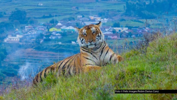 Die Naturdokumentation „Wildes Indien: Nilgiris“ beleuchtet das Zusammenleben von Mensch und Natur in den südindischen Nilgiri-Bergen. Die deutsche TV-Premiere feiert der Film am 30. April um 21:50 Uhr bei National Geographic WILD. Foto © Felis Images/Robin Darius Conz