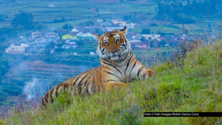 Die Naturdokumentation „Wildes Indien: Nilgiris“ beleuchtet das Zusammenleben von Mensch und Natur in den südindischen Nilgiri-Bergen. Die deutsche TV-Premiere feiert der Film am 30. April um 21:50 Uhr bei National Geographic WILD. Foto © Felis Images/Robin Darius Conz