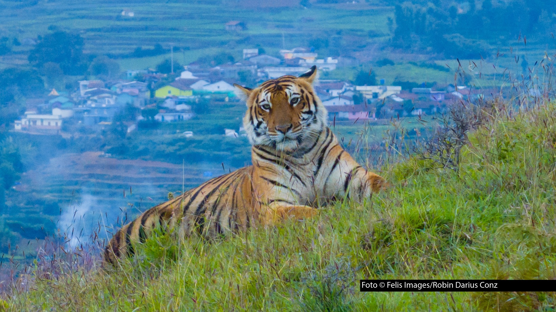 Die Naturdokumentation „Wildes Indien: Nilgiris“ beleuchtet das Zusammenleben von Mensch und Natur in den südindischen Nilgiri-Bergen. Die deutsche TV-Premiere feiert der Film am 30. April um 21:50 Uhr bei National Geographic WILD. Foto © Felis Images/Robin Darius Conz